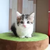 マンチカン(短足)