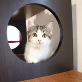 マンチカン(短足)