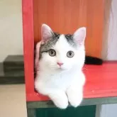 マンチカン(短足)