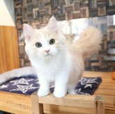 マンチカン(長足)