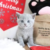 ブリティッシュショートヘア