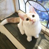 マンチカン(短足)