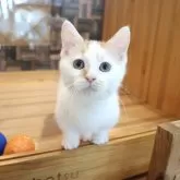 マンチカン(短足)