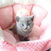 ブリティッシュショートヘア