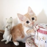 マンチカン(短足)