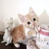 マンチカン(短足)