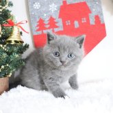 スコティッシュフォールド(立ち耳)