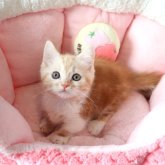 マンチカン(短足)