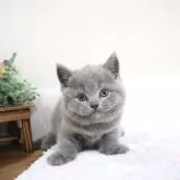 ブリティッシュショートヘア
