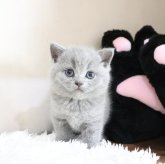 ブリティッシュショートヘア