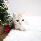 マンチカン(短足)