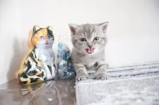 スコティッシュフォールド(立ち耳)【大阪府・男の子・2025年6月11日・ブルータビー】の写真12