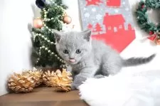 ブリティッシュショートヘア【大阪府・男の子・2025年10月2日・ブルー】の写真4