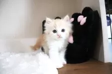 マンチカン(長足)【大阪府・男の子・2025年9月29日・レッドタビー&ホワイト】の写真10