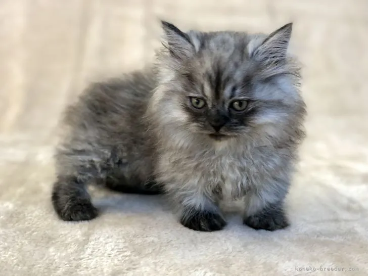 ID：2111-00831の子猫