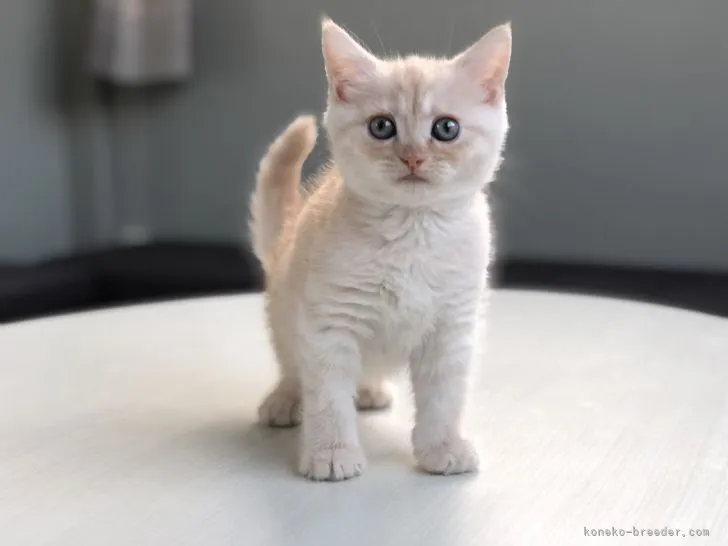 ID:2110-01460の子猫