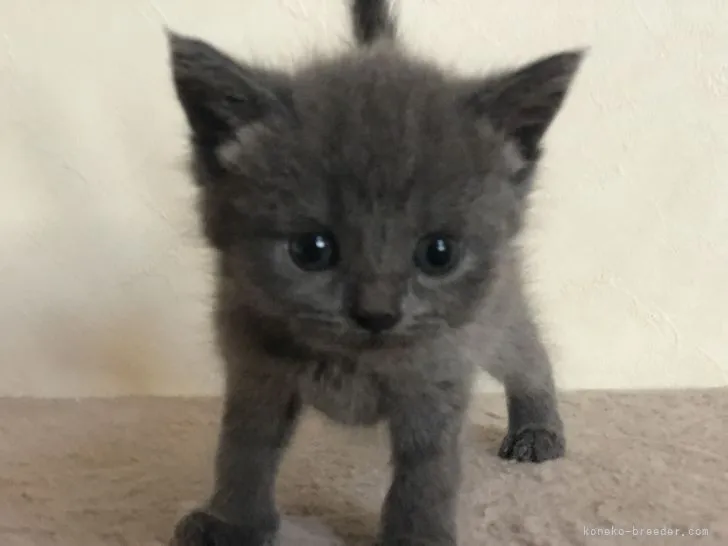 ID:2109-02256の子猫