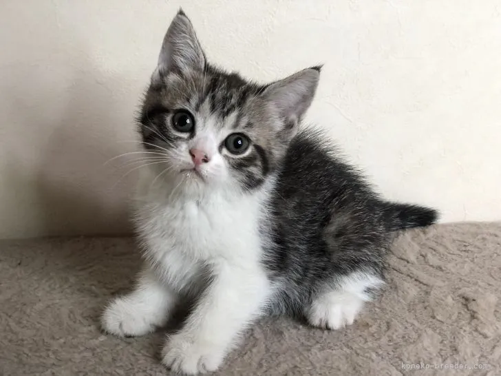 ID:2106-00041の子猫