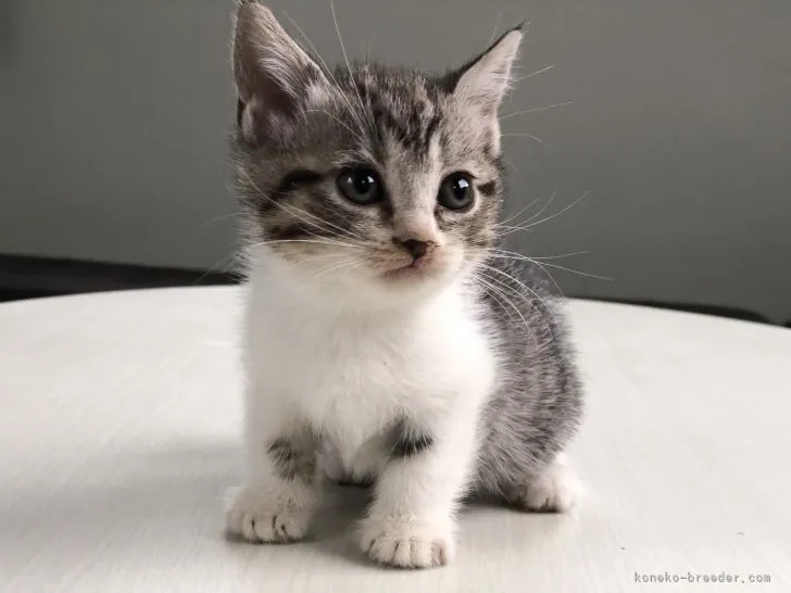 ID：2110-01135の子猫