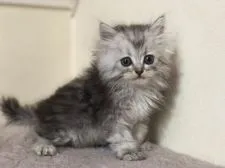 ミヌエット【群馬県・男の子・2021年5月4日・シルバータビー】の写真1