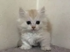 ミヌエット【群馬県・女の子・2021年6月8日・クリームタビー&ホワイト】の写真1