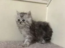 ミヌエット【群馬県・男の子・2021年5月4日・シルバータビー】の写真3