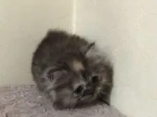 ミヌエット【群馬県・女の子・2021年5月4日・ブラウンタビー】の写真3