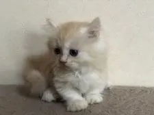 ミヌエット【群馬県・女の子・2021年6月8日・クリームタビー&ホワイト】の写真4