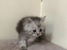 ミヌエット【群馬県・男の子・2021年5月4日・シルバータビー】の写真4