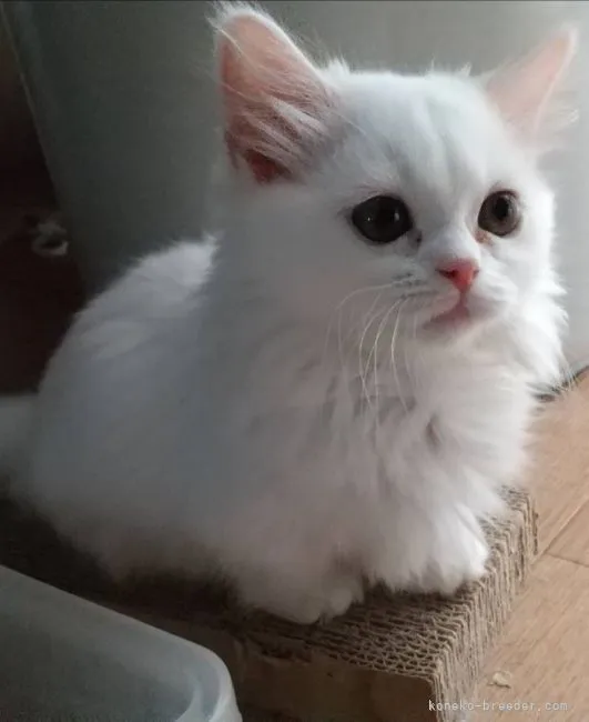 ID：2107-01210の子猫