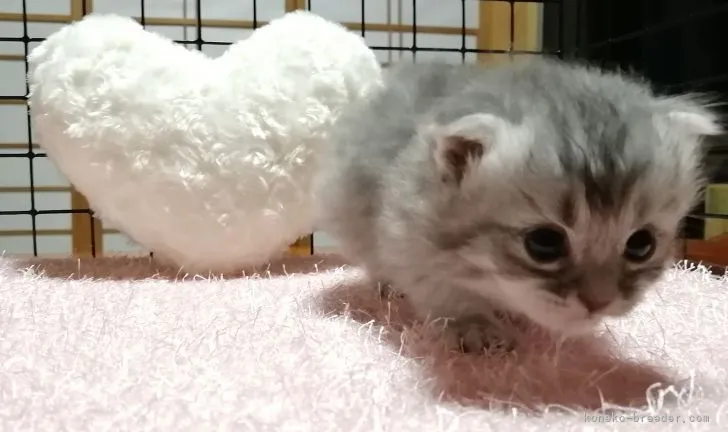 ID：2107-00423の子猫