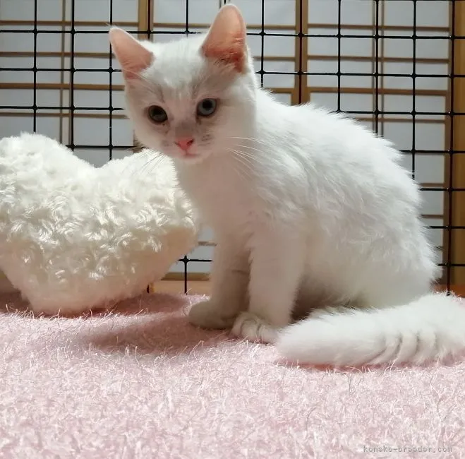 ID：2106-02681の子猫