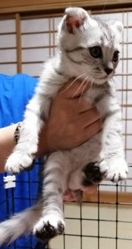 ミヌエット【群馬県・男の子・2021年6月11日・シルバータビー（長毛）】の写真「見学日にそのまま連れて帰れます」