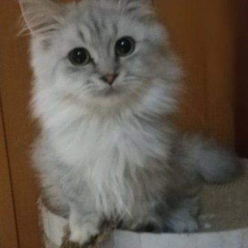 ミヌエット(短足)【群馬県・男の子・2023年3月22日・シルバータビー（長毛）】の写真「甘えん坊で小柄な男の子。ワクチン2回接種済み。」