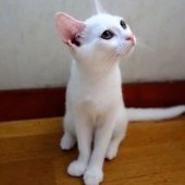 マンチカン【・女の子・2022年3月19日・ホワイト】