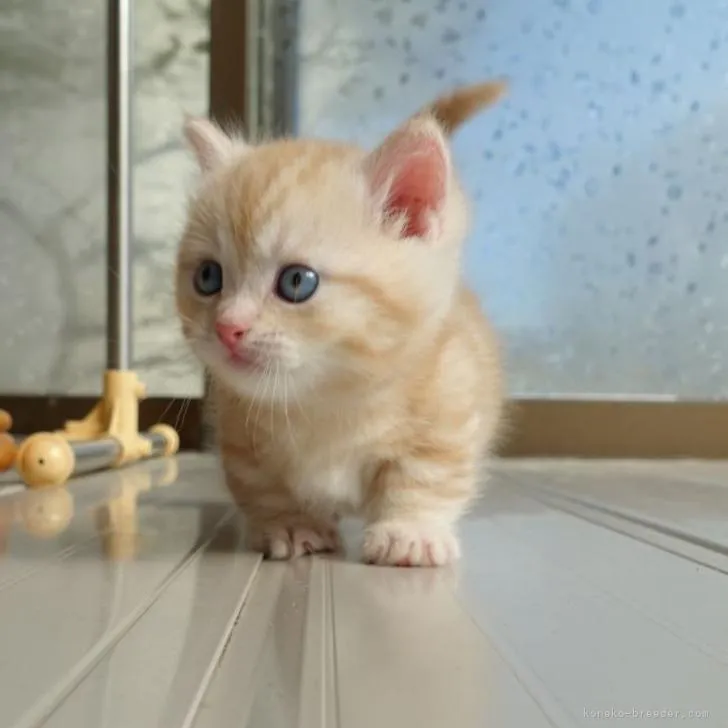 ID：2210-03047の子猫