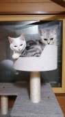 ミヌエット【・女の子・2021年10月19日・シルバータビーアンドホワイト】「子猫時代のなつめちゃんとブランシュちゃん。ベッタリでした。」