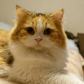 ミヌエット【・女の子・2022年2月6日・キャリコ】「ｷﾘｯ」