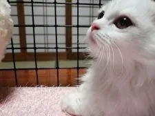 マンチカン(短足)【群馬県・女の子・2021年4月18日・】の写真2「お父さんにそっくりです」