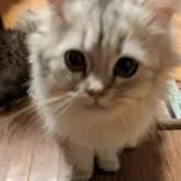 ミヌエット(長足)【群馬県・女の子・2023年10月1日・シルバータビー】の写真2