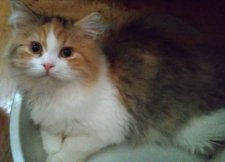 ミヌエット【・女の子・2022年2月6日・キャリコ】「子猫の頃。ねこ鍋に入ってます。」