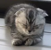 マンチカン(短足)【群馬県・女の子・2021年9月14日・シルバーパッチドタビー】の写真5「寝る時の姿勢も寝顔もお父さんにそっくりです」