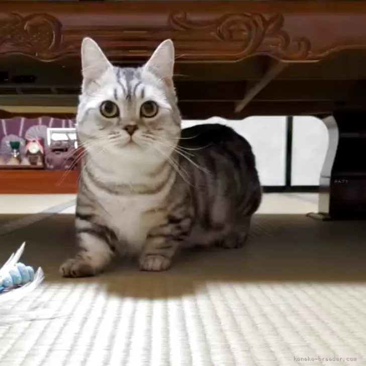 ミヌエット(短足)【群馬県・男の子・2024年3月21日・シルバータビー】の写真1