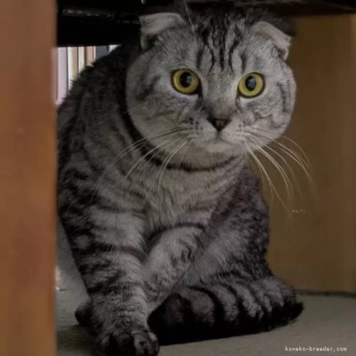 ID：2403-01469の子猫