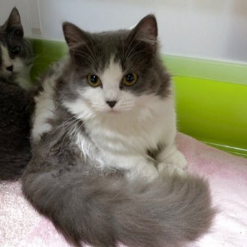 ミヌエット(短足)【群馬県・女の子・2025年4月26日・ブルーアンドホワイト（長毛）】の写真「短足の女の子。ワクチン接種、マイクロチップ装着済み」