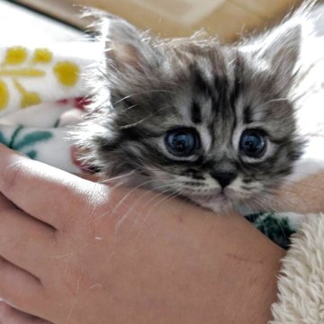 ミヌエット(短足)【群馬県・男の子・2025年11月4日・ブラウンタビー（長毛）】の写真「短足ちゃん」