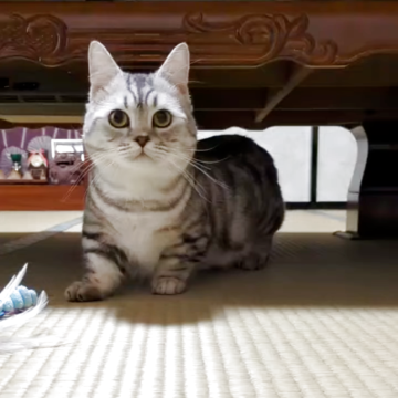 ミヌエット(短足)【群馬県・男の子・2024年3月21日・シルバータビー（短毛）】の写真「甘えん坊な男の子。」