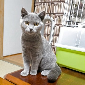 マンチカン(長足)【群馬県・女の子・2025年6月12日・ブルー】の写真「活発で人懐っこい女の子。ワクチン２回接種」
