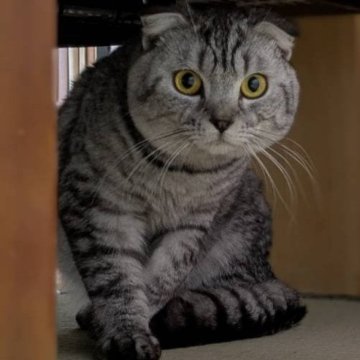 マンチカン(長足)【群馬県・男の子・2024年2月8日・シルバーマッカレルタビー】の写真「去勢手術済み。」
