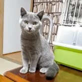 マンチカン(長足)